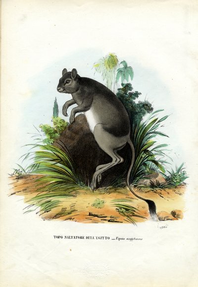 Großer Ägyptischer Springmaus, 1863-79 von Raimundo Petraroja